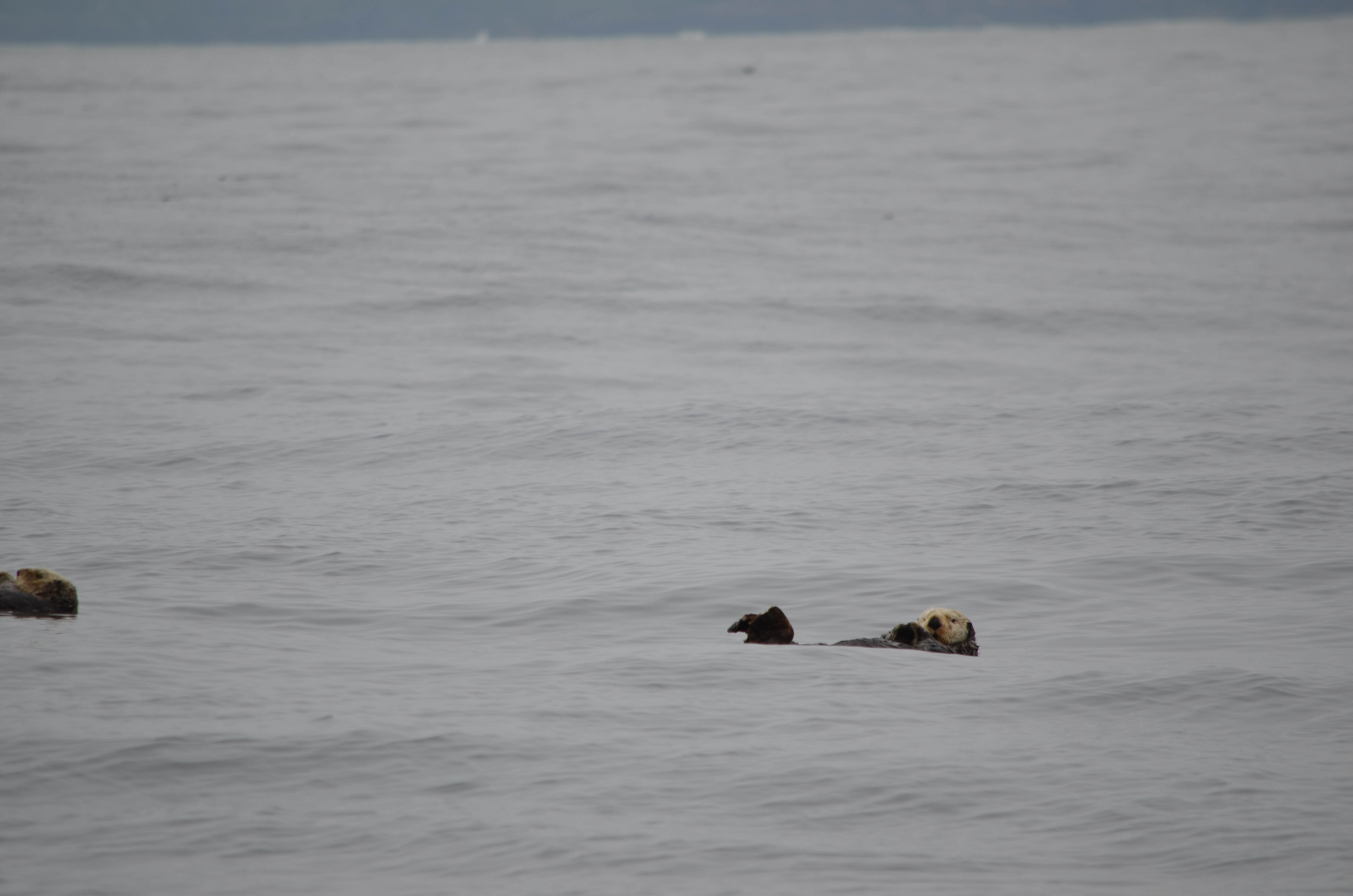 photos/wildlife/Mammal_Species/Sea Otter/DSC_0371.JPG